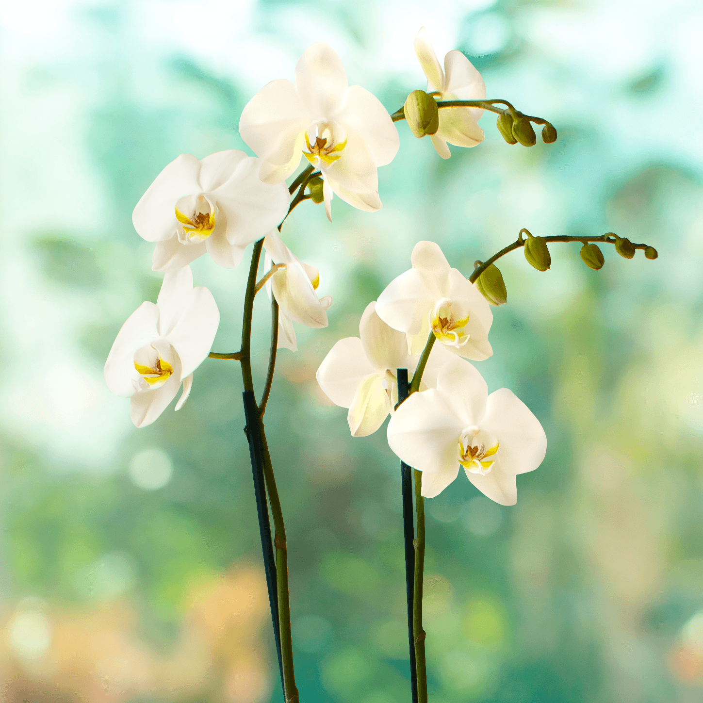 Dendrobium Blanco - Dos tallos-