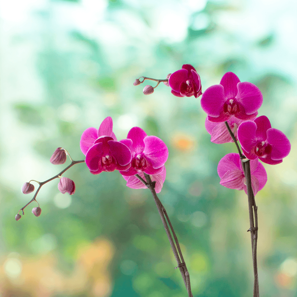 Dendrobium Magenta - Dos tallos-