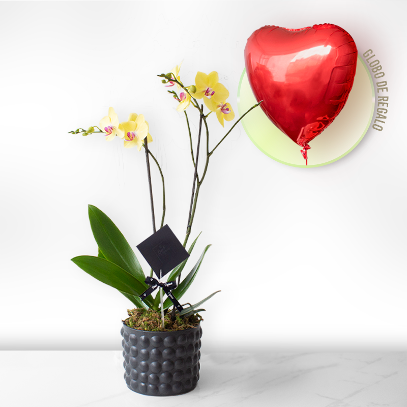 Dendrobium Amarillo - 2 tallos- SV