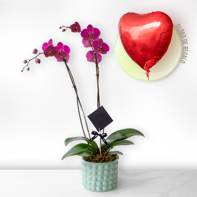 Dendrobium Magenta - Dos tallos- SV