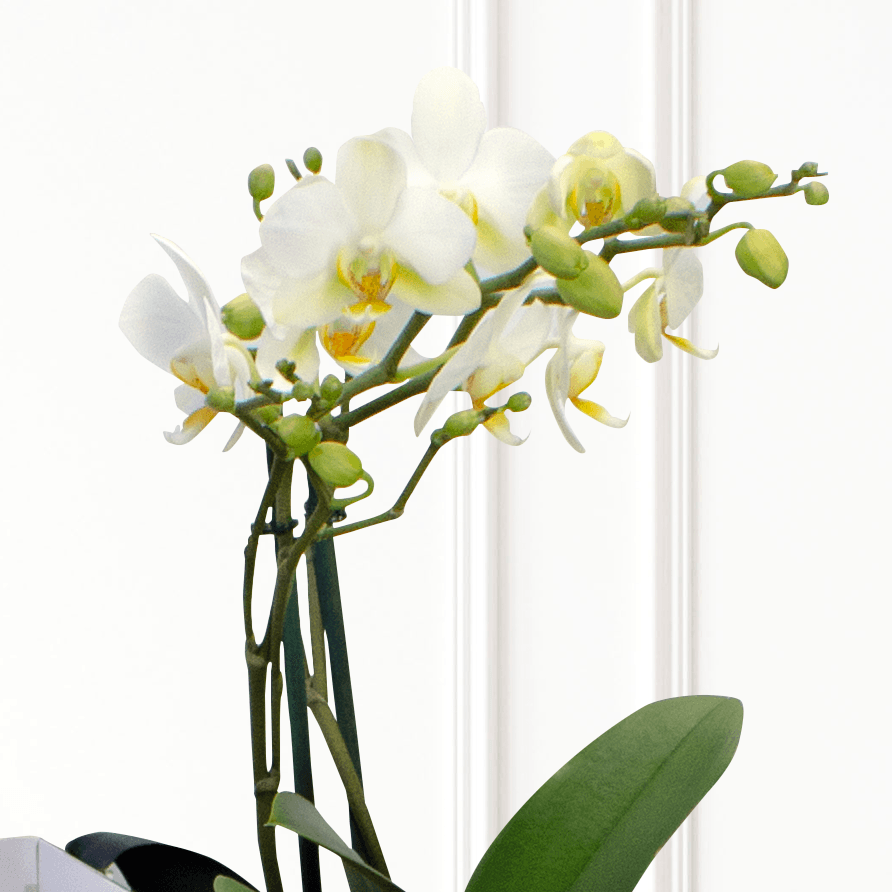 White Orchid - Dendrobium mini - 2 stems- SV