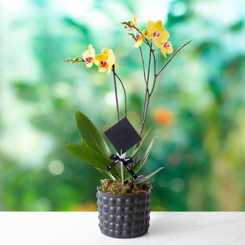 Dendrobium Amarillo - 2 tallos-