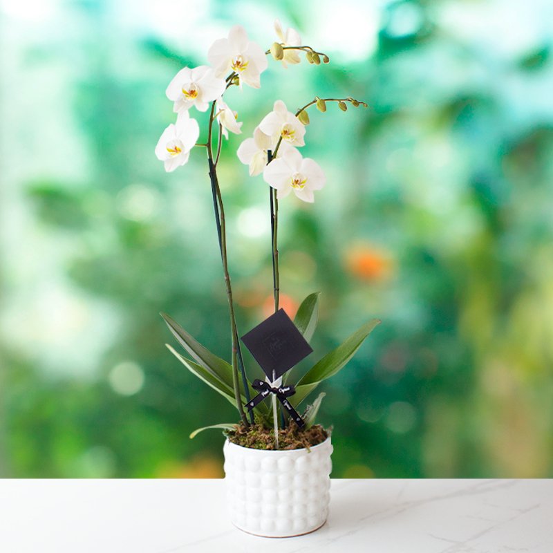 Dendrobium Blanco - 2 tallos-