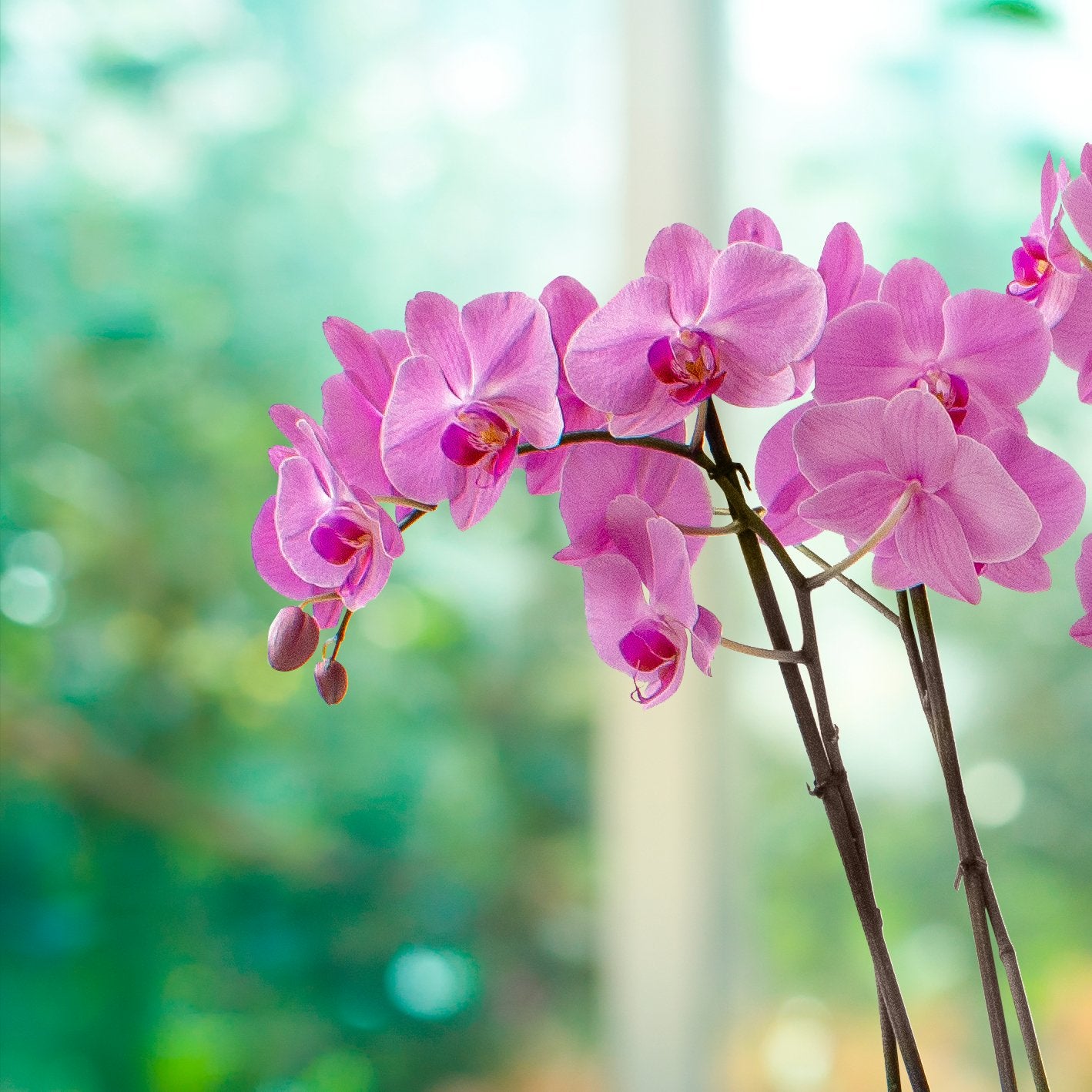 Dendrobium Magenta- 2 tallos-