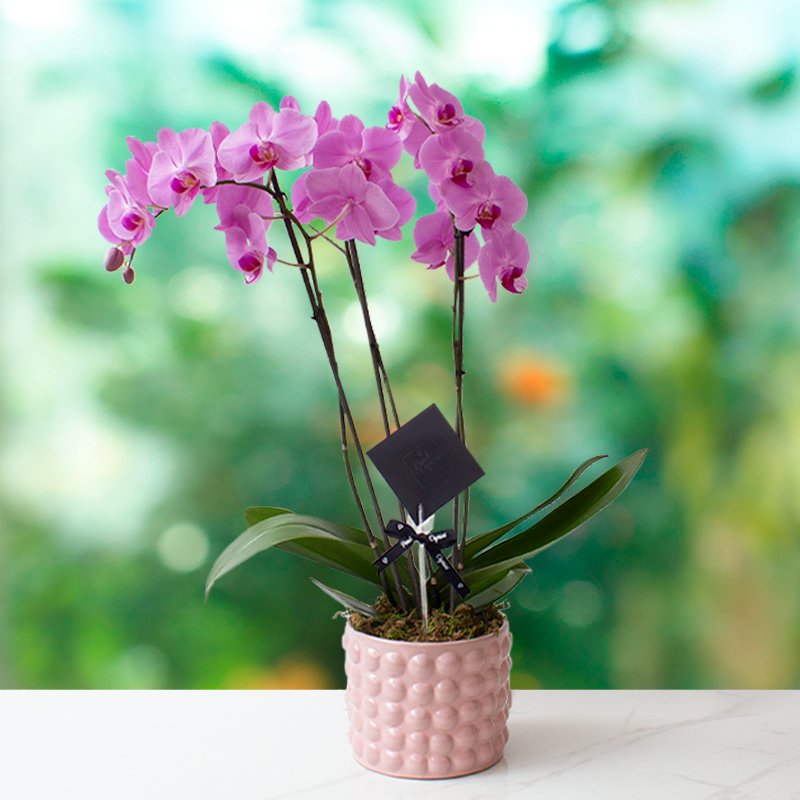 Dendrobium Magenta- 2 tallos-