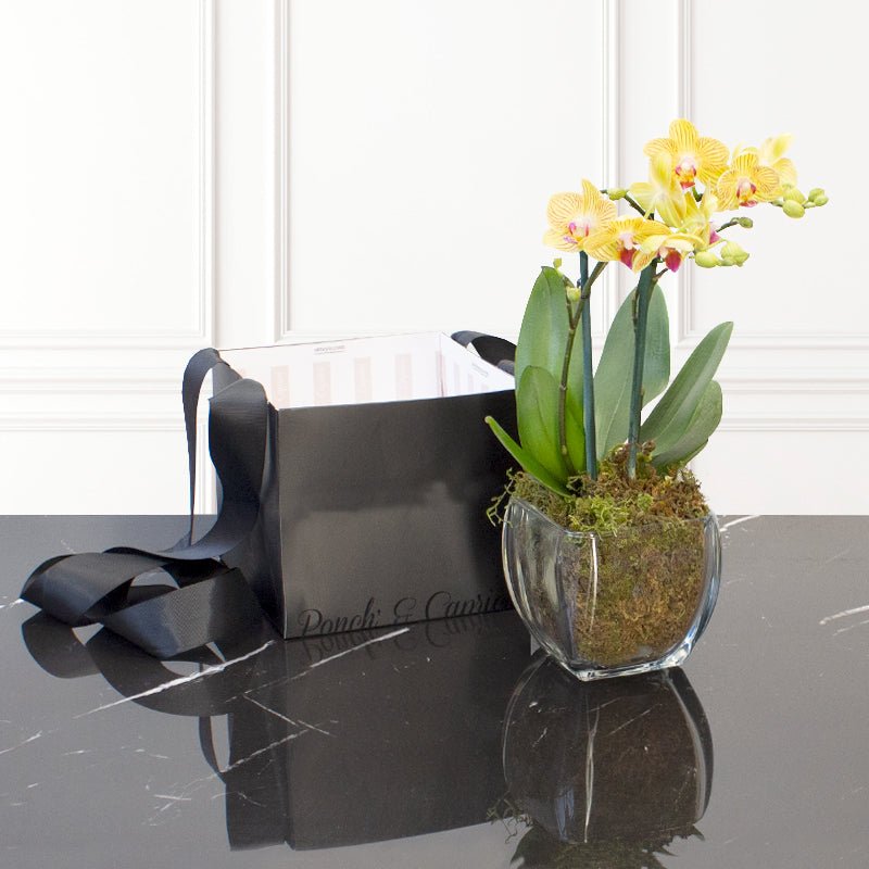 Orquídea Amarilla Rayada - Dendrobium Mini - 2 tallos- | Globos y Regalos Teleglobos.com.mx.