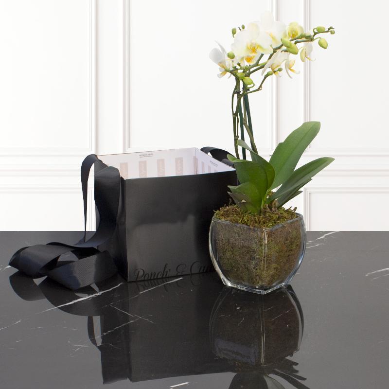 Orquídea Blanca - Dendrobium Mini - 2 tallos- | Globos y Regalos Teleglobos.com.mx.