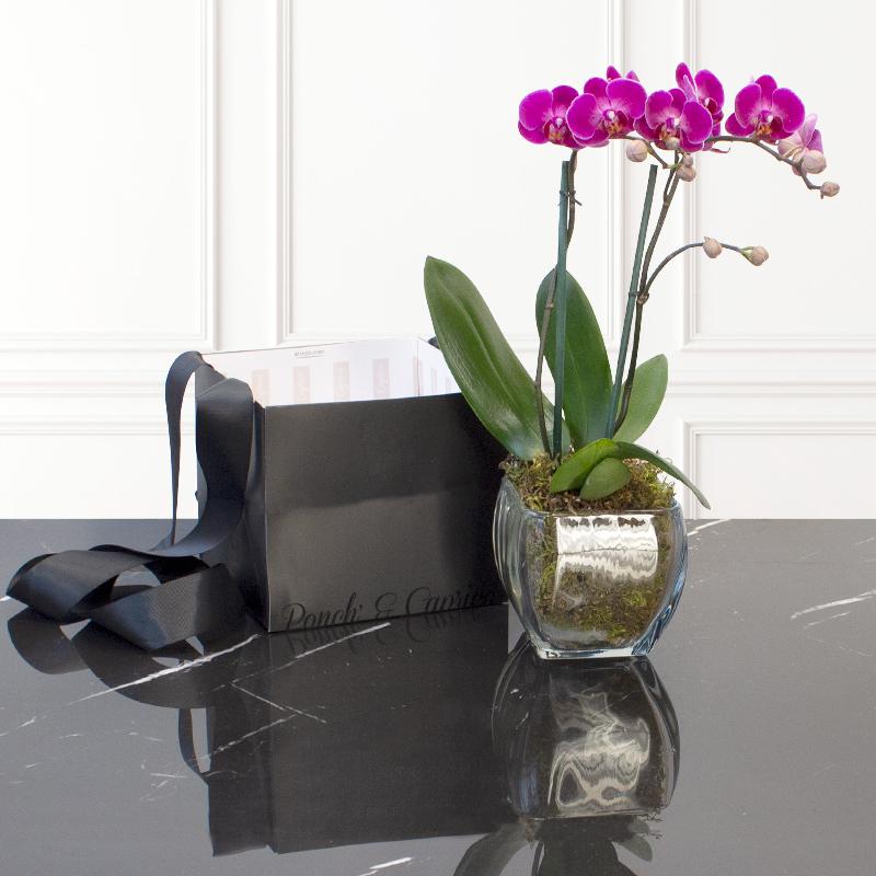 Orquídea Magenta - Dendrobium Mini - 2 tallos- | Globos y Regalos Teleglobos.com.mx.