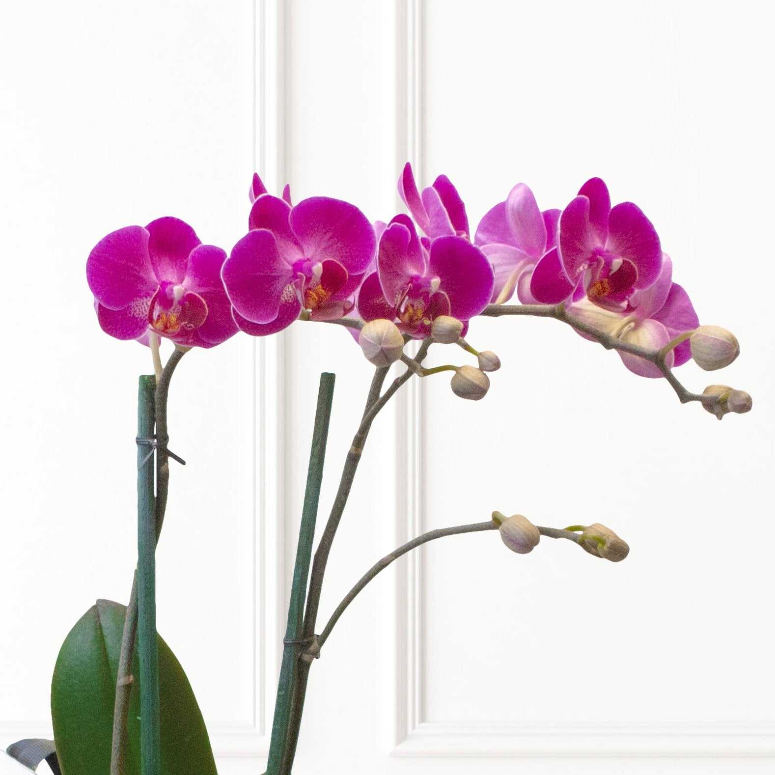 Orquídea Magenta - Dendrobium Mini - 2 tallos-